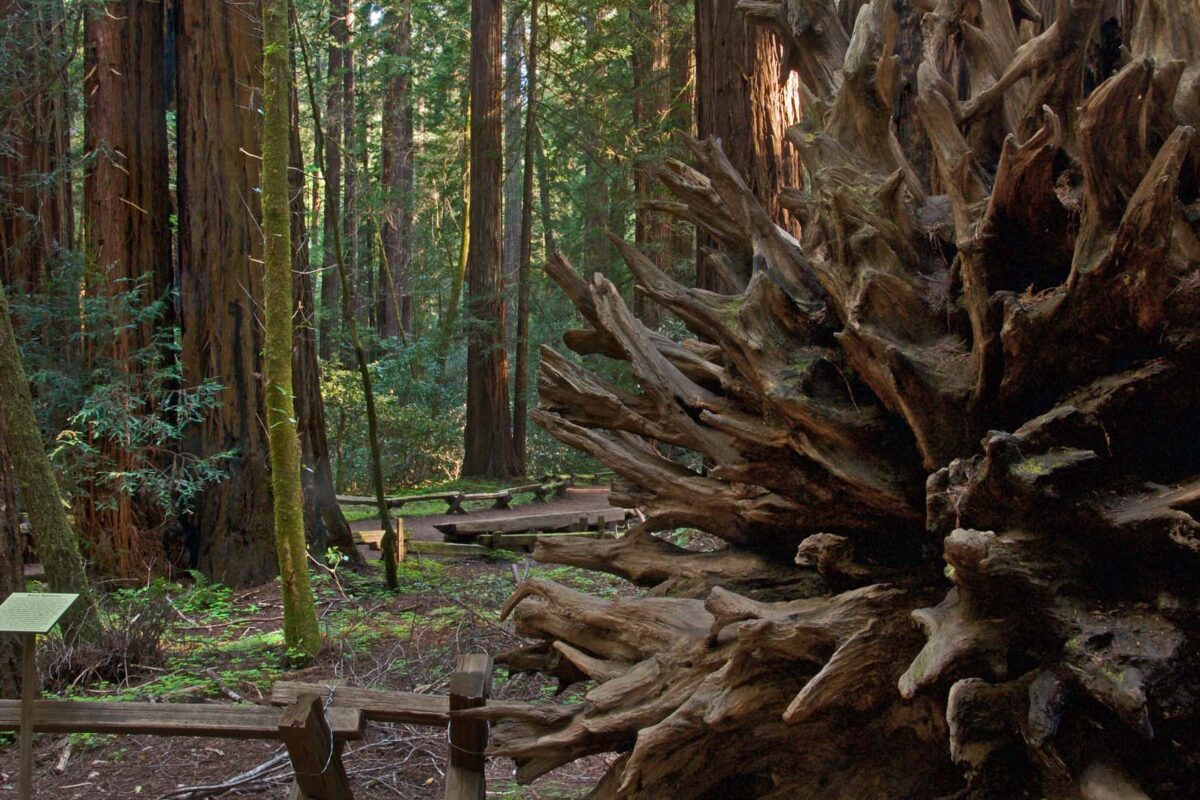 FPO: Redwood Trail — Things to Do